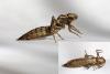 Aeshna grandis